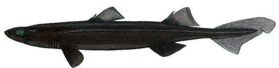 Centroscyllium fabricii_07.jpg